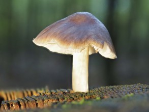 Roe deer brown roof mushroom (Pluteus cervinus), blurred background, North Rhine-Westphalia,