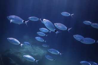 Fish School Underwater. Fishes underwater background