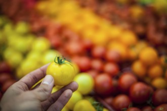 Hand holding a yellow tomato in front of yellow, orange and red tomatoes