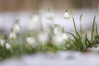 A spring snowflake (Leucojum vernum) grows out of the melting snow, in a natural environment,