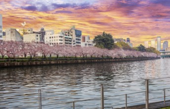 Sakura, cherry trees in bloom on bank of river O, Minamitenma Park in Osaka, Sunset