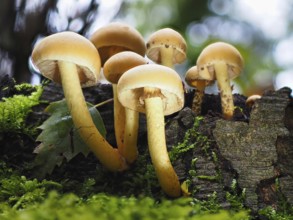 Mushroom sulphur heads (Hypholoma), blurred background, North Rhine-Westphalia, Germany
