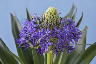 Portuguese squill, ornamental bulb-bearing perennial of the western Mediterranean region