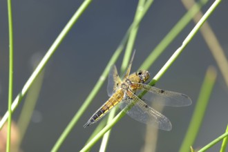 Dragonfly portrait