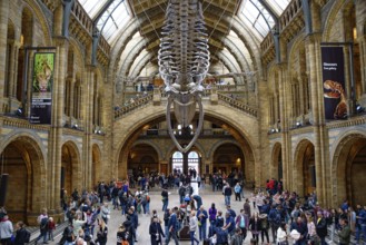 The interior of Natural History Museum with whale skeleton, London, United Kingdom