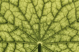 Bottom view of the leaf surface of a nasturtium -