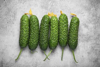 Fresh raw organic farmer cucumbers with leafs arranged on grey rustic stone background top view,