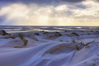 Dunes at the Beach of Amrum, Germany in Europe