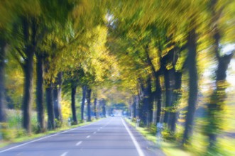 Avenue with trees in a frenzy of speed