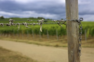 Vineyard Kringel