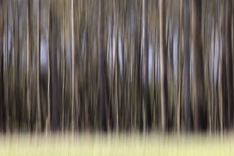 Blurred trees