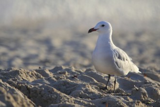 Audouin's gull on the beach of Punta Prima on Menorca