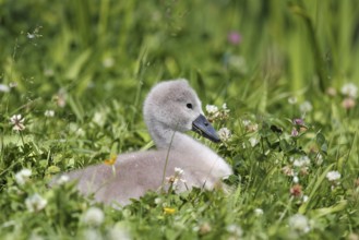 Cute chick of a mute swan in a meadow