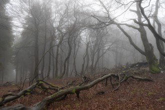 Contours of the branches and tree trunks of a mixed and deciduous forest in winter, without snow,