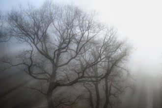The morning sun's rays of light penetrate the mist in a forest