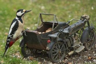 Male great spotted woodpecker sitting on motorbike in green grass looking right, Buchhofen,