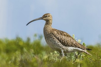 Whimbrel (Numenius phaeopus) in its breeding area, nature park Park, Dalvik, Iceland