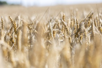 Wheat field in the sunshine with strong golden ears with blurred foreground and background,