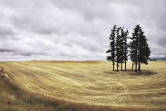 Huge field in state of Montana after a harvest