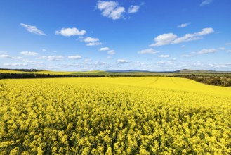 Fields of canola shine on a clear sunny day near Beveridge between old Sydney Rd and the Hume Hwy