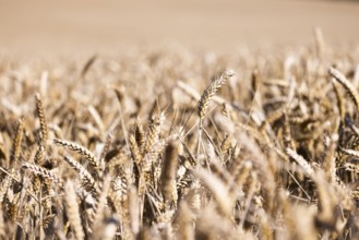 A wide wheat field with ripe, golden ears of wheat symbolising summer and harvest time, Coxhill,