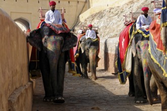 Jaipur, Rajasthan, India, Asia, Several elephants with riders in traditional dress walk through a