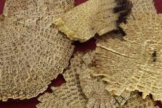 TCM - Chinese medicinal herbs