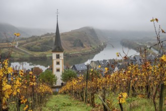 River in the mist meanders in a 180 degree loop through a valley between vineyards. A great
