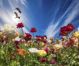 The magnificent field of the blossoming garden buttercups. Multi-colored flowers on high stalks are