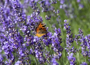 Herb garden with lavender and butterfly