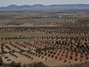 Spain Olive plantation 54325