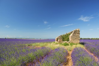 Old broken house in French lavender field