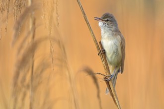 Reed warbler, (Acrocephalus arundinaceus), reedbed perch, biotope, habitat, animals, birds,