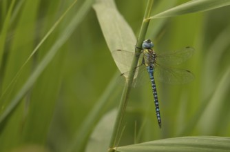 Aeshna affinis (Aeshna affinis)