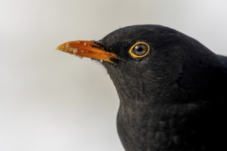 Male blackbird (Turdus merula) portrait in front of a white background, Rhine bank, High Rhine,