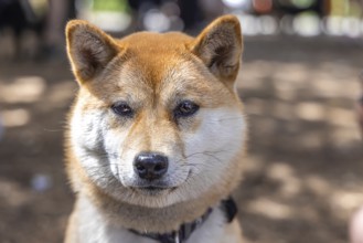 Snout view of a mature red Shiba Inu with blurred background in woods during a walk. Popular small