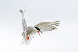 An Arctic Arctic Tern (Sterna paradisaea) in the air with its wings spread wide, screaming during