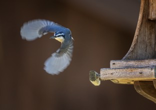 Blue Jay in Flight near bird feeder