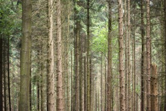 Forest with trunks of coniferous trees in the Netherlands as background photo