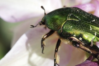 Rose chafer on columbine flowers