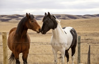 Prairie Horses Saskatchewan in field spring close