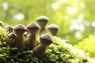 Mushrooms growing on a tree trunk in the forest