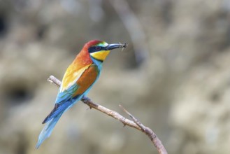European Bee Eater (Merops Apiaster)
