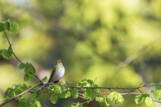 Green Warbler singing on a branch at spring
