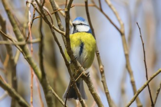 Blue tit on branch, Eurasian blue tit, (Cyanistes caeruleus) Cute little Bird
