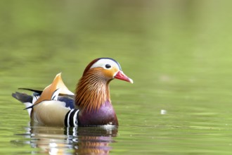 Male Mandarin Duck in breeding plumage