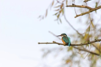 Common Kingfisher (Alcedo atthis) Kingfisher Bird sitting on a Branch