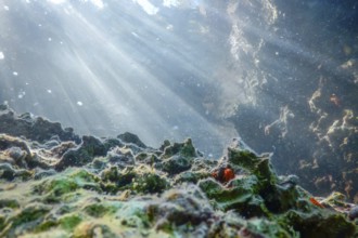 Underwater Scene Sunlight, fish Underwater Life