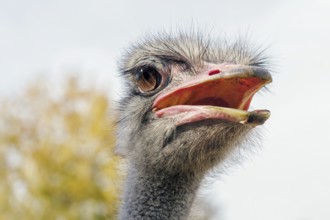 Ostrich portrait, ostrich head (Struthio camelus)