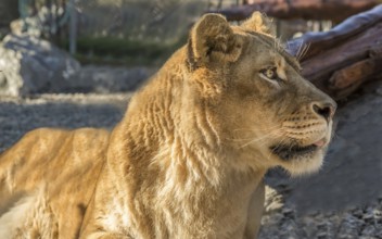 Close-up portrait of a female lion. Color image